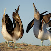 Blue footed-Booby