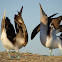 Blue footed-Booby
