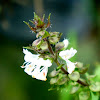 Holy Basil (Tulsi) plant
