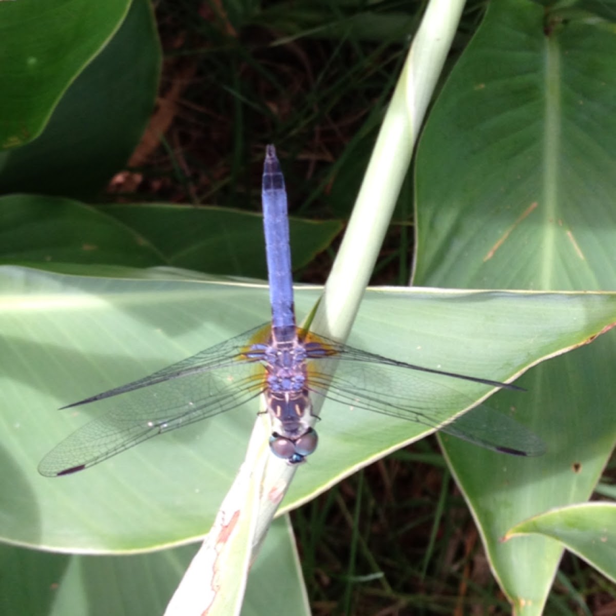 Blue dasher