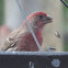 House Finch      male