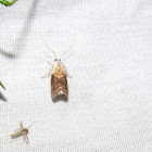 Phycitini moth