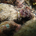Snowflake moray eel