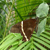 Narrow Green Banded Swallowtail (male)