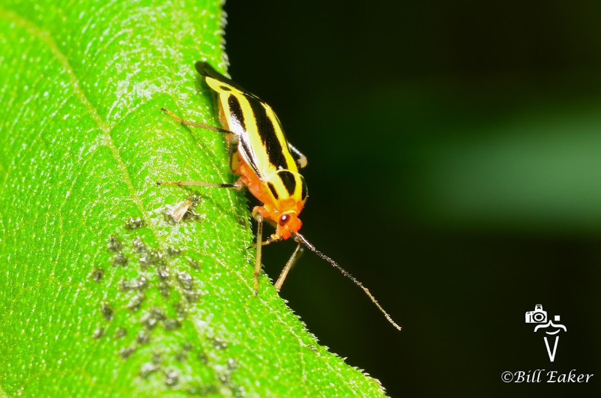 Four-Lined Plant Bug