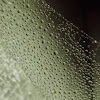 Dew Covered Money Spider Sheet Web