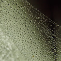 Dew Covered Money Spider Sheet Web