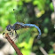 (Male) Blue Dasher Dragonfly