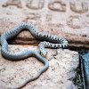 Juvenile Eastern Milk Snake