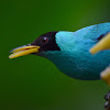 Green Honeycreeper