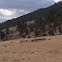 Rocky Mountain Elk