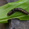 An unknown caterpillar