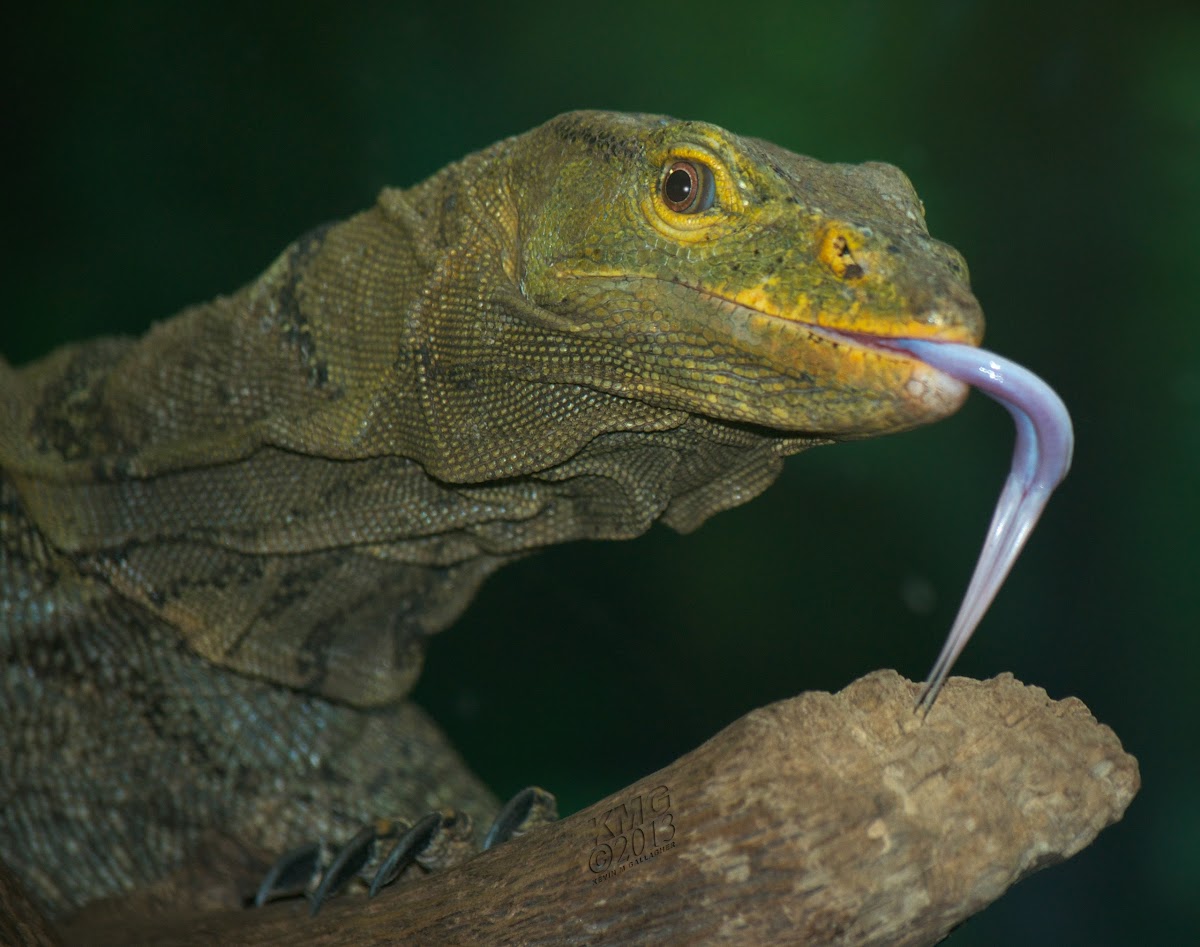 Grey's Monitor Lizard (aka Butaan)