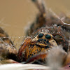 Wolf spider