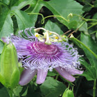 Purple passionflower, Purple passion vine, Maypop