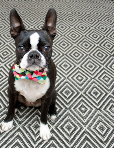 Boston Terrier Puzzle Game