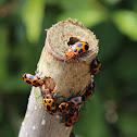 9-Spotted Leaf Beetle