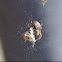Furrow Orb Spider