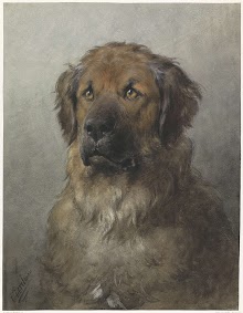 Kop van een Leonberger