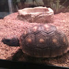 Red Toe Tortoise