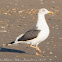 Yellow-legged Gull; Gaviota patiamarilla