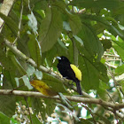 Yellow-rumped Tanager