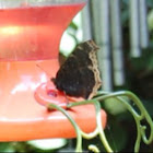 Mourning Cloak