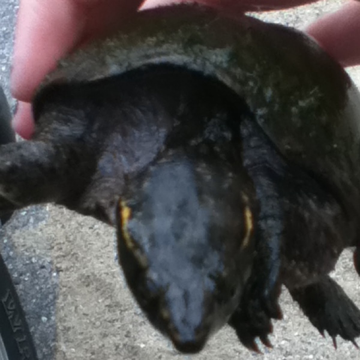 Common musk turtle