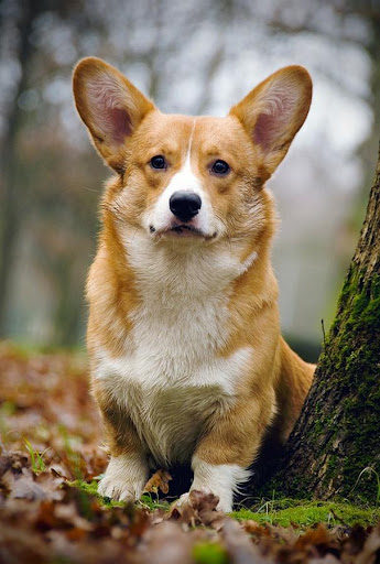 Corgi Wallpapers HD