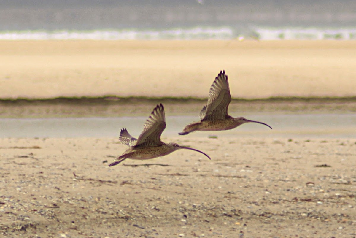 Eastern Curlew 