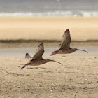 Eastern Curlew 