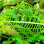 Madagascar Lace Leaf 