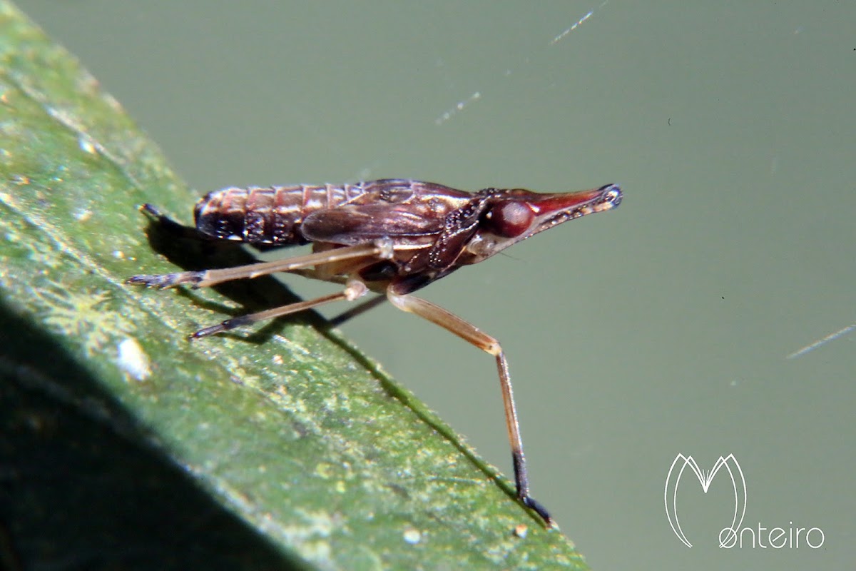Dictyopharidae planthopper nymph