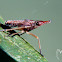 Dictyopharidae planthopper nymph