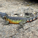 Drakensberg Crag Lizard