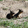 California Ground Squirrels