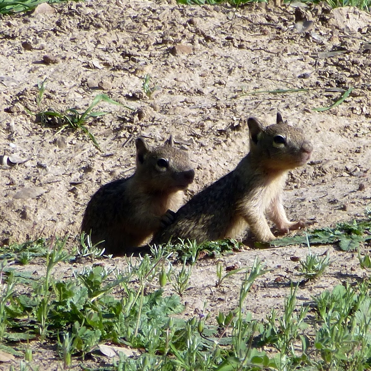 California Ground Squirrels