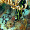 Juvenile french angelfish