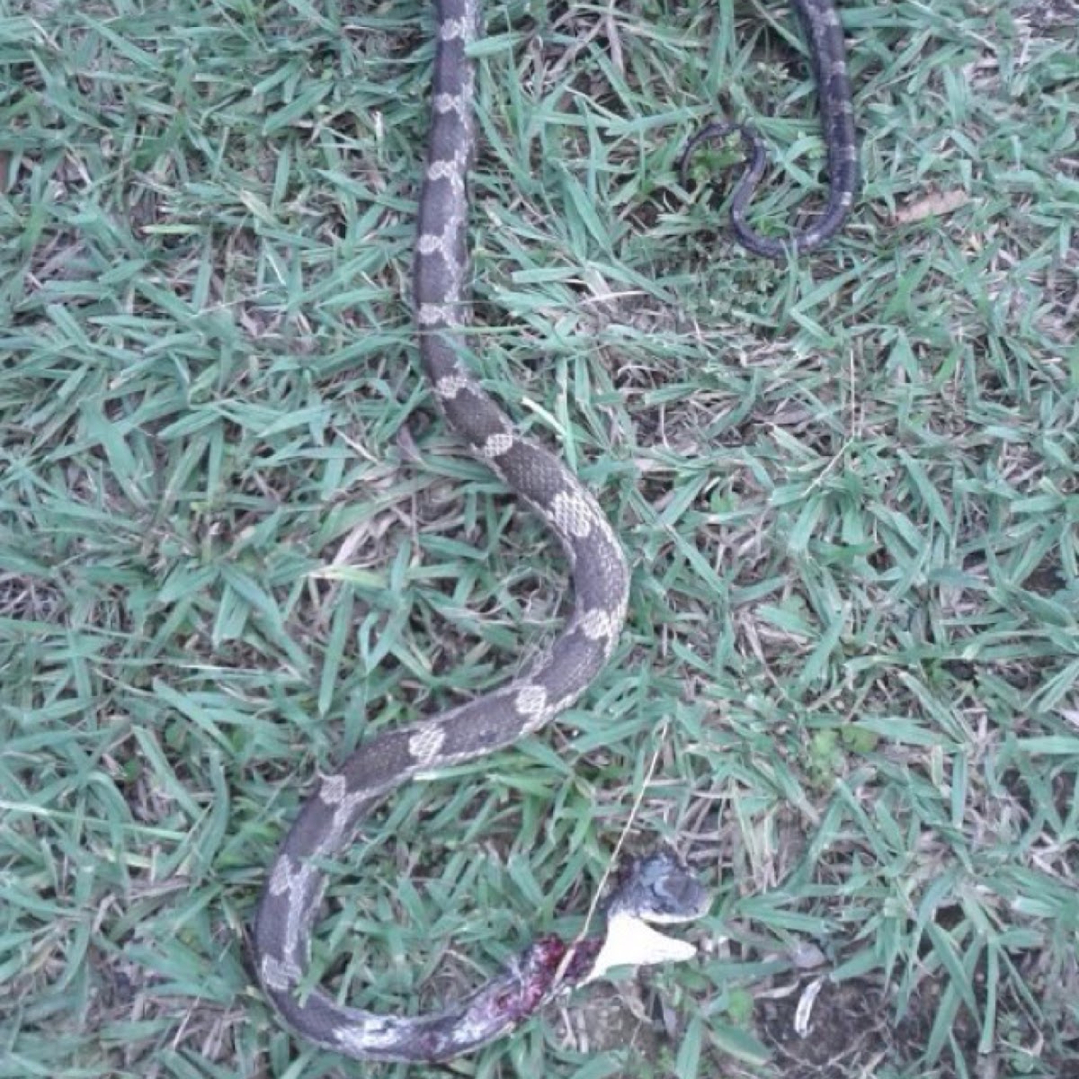 Gray Rat Snake