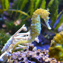 seahorse