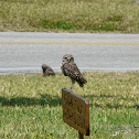 Burrowing Owl