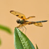 Common Picture Wing (Male)  Rhyothemis variegata