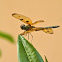 Common Picture Wing (Male)  Rhyothemis variegata