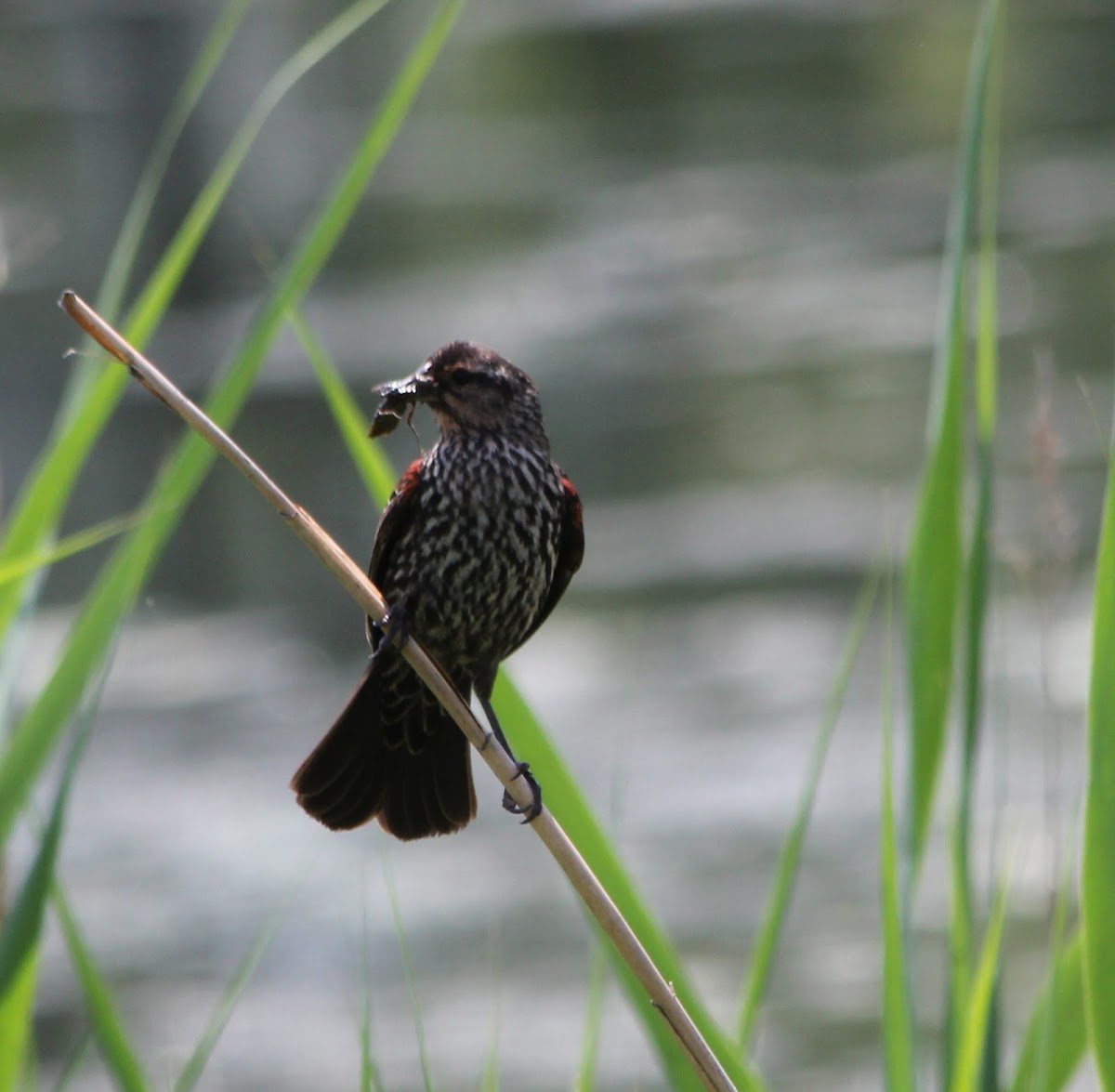 Red Winged Black Bird