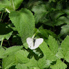 Margined white