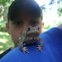 American Toad