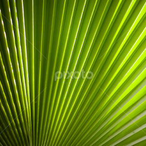 Green pattern by Mina Jaguar - Nature Up Close Leaves & Grasses