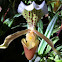 Lady's slipper orchid