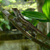 Emma Gray's Forest lizard