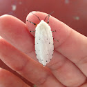 The Salt Marsh Moth